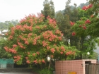 紅果